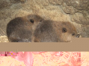 Castor 2.jpg