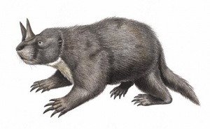 Castor 7.jpg
