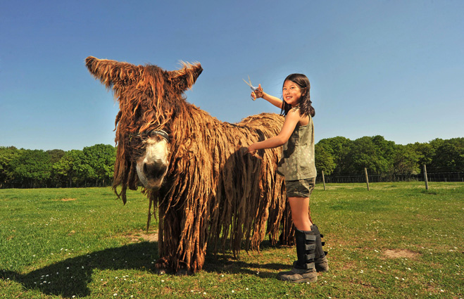 Самый волосатый осел