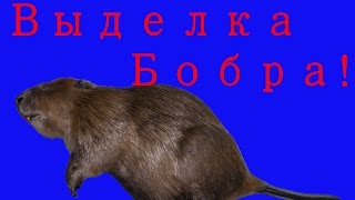 Выделка меха (шкур) бобра