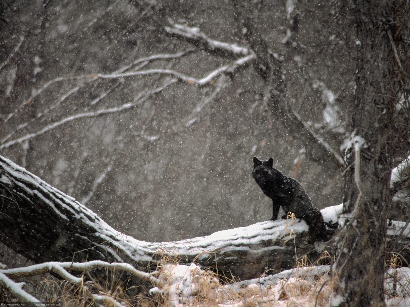 IN-THE-SEASONAL-FOREST-SNOW-STORM-A-BLACK-FOX