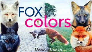 Цвета Лис 🦊 Fox Colors 😍 Интересные факты ⚡ Foxes 👍 4K